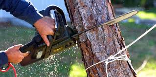 Three Rivers, CA Tree Services Company